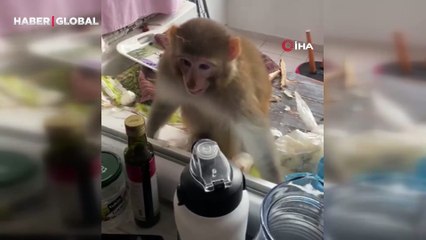 Çorum'da evden firar eden maymunla karşılaşan vatandaş: "Bütün kışlık yiyeceklerimi yemiş"