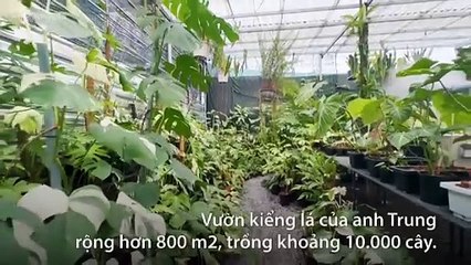 Vườn kiểng lá hơn 10.000 cây của chàng trai Sài Gòn
