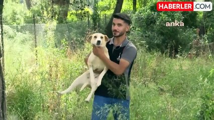 İzmir Büyükşehir Belediyesi 2023'te 95 Bin Hayvanı Kısırlaştırdı