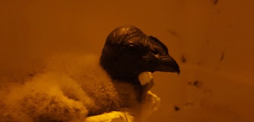 “Rafiki” el polluelo de cóndor que es la esperanza de la supervivencia de esta grande ave