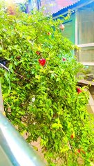 "Nature's Shower ️ | The Beauty of Plants in the Rain "