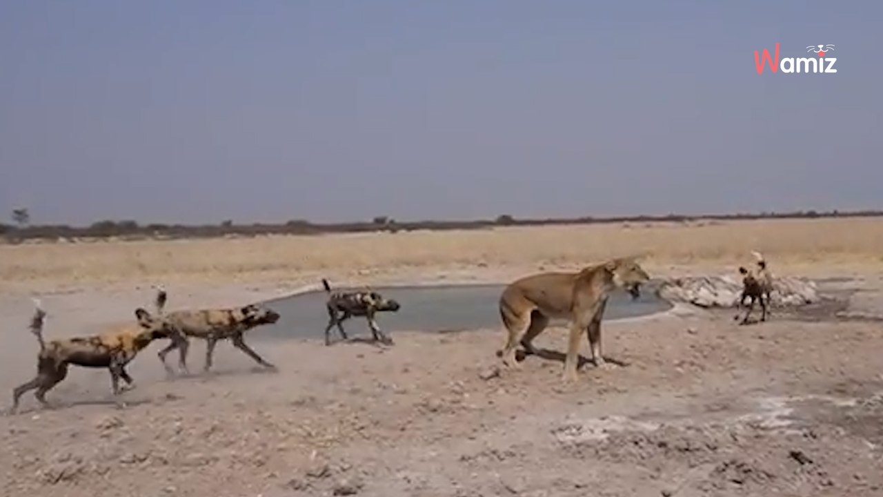 Video: Löwe kämpft gegen ein Rudel wilder Hunde, doch wer ist der König des Dschungels?