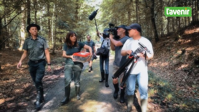 Une race menacée d’extinction a été lâchée en forêt à Saint-Hubert