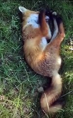 cute fox baby sleeping
