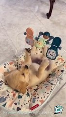 intelligent dog playing with toys