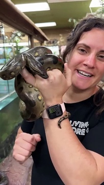 ANACONDA+SQUEEZE