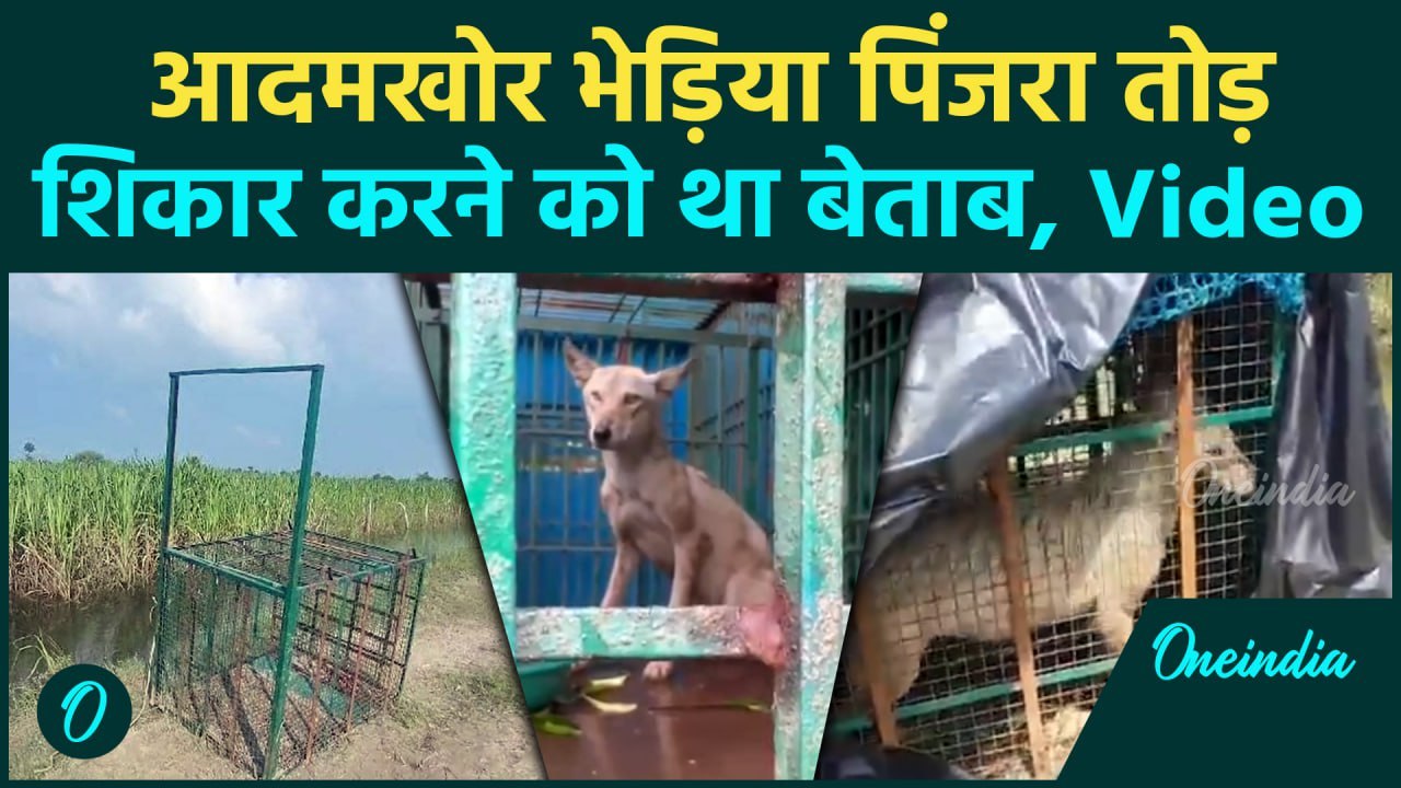 Bahraich: आदमखोर भेड़िया कैसे पकड़ा गया, 6 महीने में 8 बच्चों को खाया | Wolf Attack | वनइंडिया हिंदी