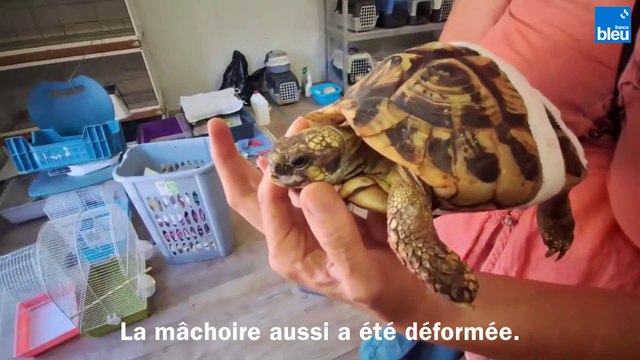 U Pettirossu : unique refuge pour Tortues d'Hermann en Corse