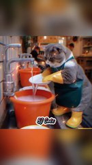 cute cat is a dishwasher #shorts #trending #trendingshorts #cat