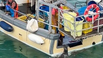 Heartwarming moment: Seal enjoys a fisherman’s care and feeding