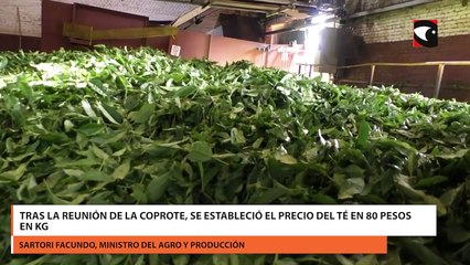 Tras la reunión de la COPROTE, se estableció el precio del té en 80 pesos en kg