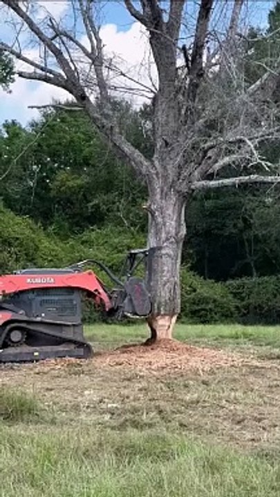 মানুষের স্পর্শ ছাড়াই গাছটা কেটে ফেলা হলো