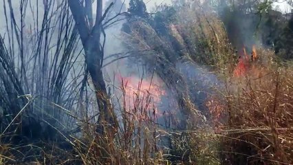 Bombeiros combatem incêndio em vegetação no bairro Santa Felicidade
