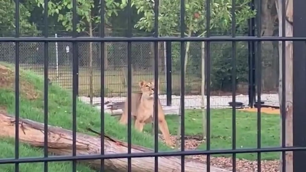 Traumatized Lioness rescued from war-torn Ukraine takes first steps outside at UK animal sanctuary