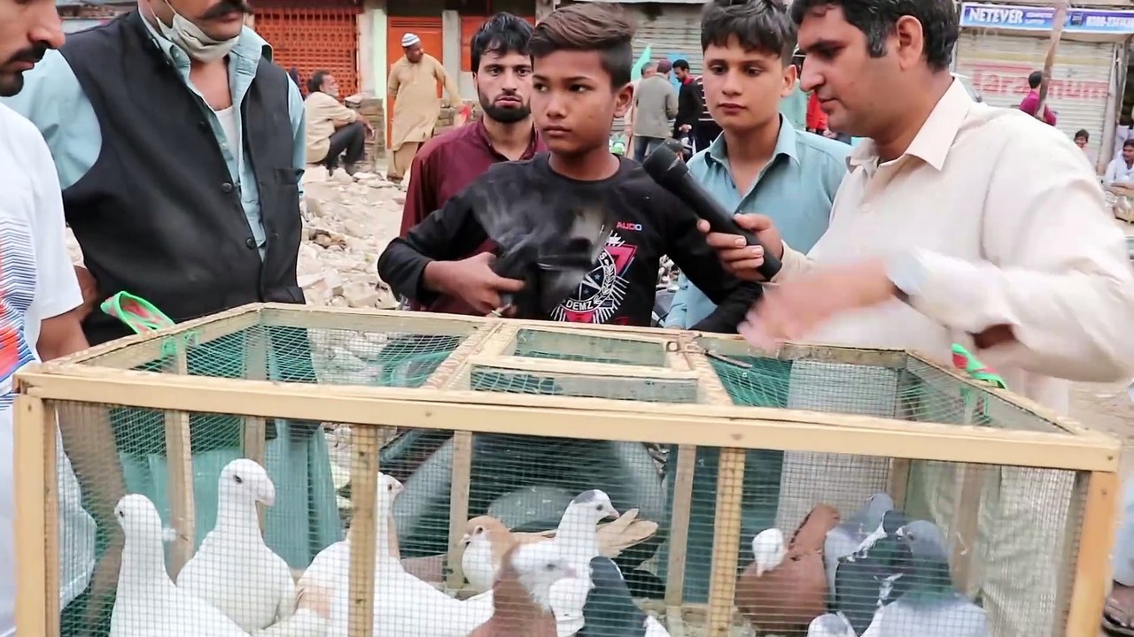 Lalukhait Pigeon Market Video Latest Update 17-2-19 in Urdu Hindi