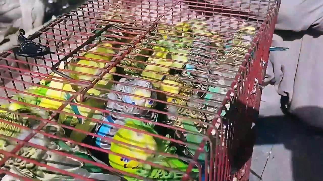 Birds Market Lalukhet Sunday Video Latest Update 25-8-24 in Urdu/Hindi