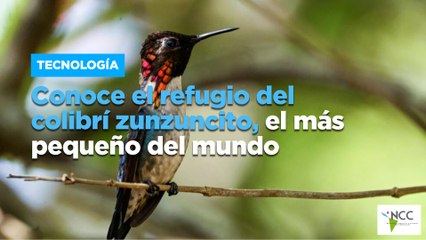 Conoce el refugio del colibrí zunzuncito, el más pequeño del mundo