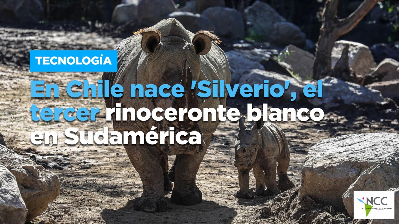 En Chile nace 'Silverio', el tercer rinoceronte...