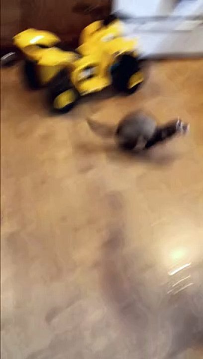 MY FERRETS