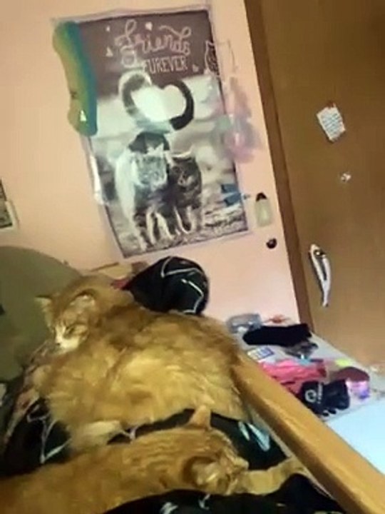 ASMR