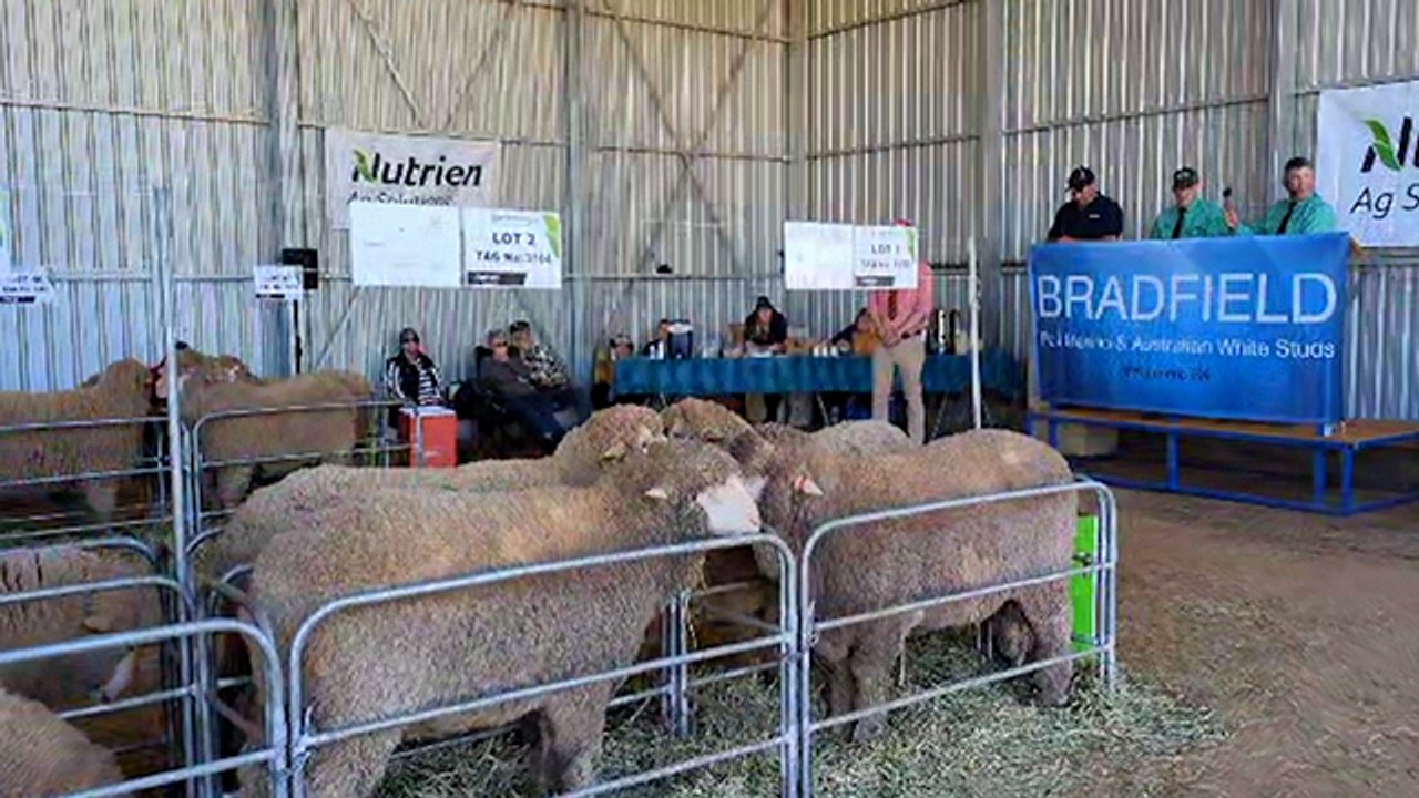 Bradfield Poll Merino sale | Stock Journal