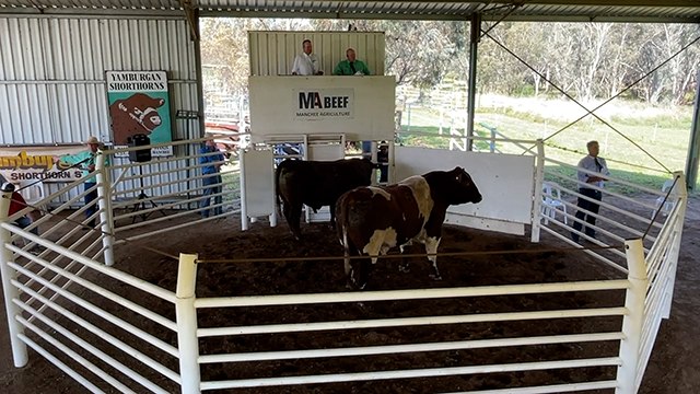 Top bull at Yamburgan Shorthorns sale | The Land