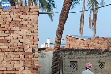 Crow attack on man Head | very funny video | village life very unique and wonderful