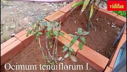 Uses of Ocimum tenuiflorum L treat colds, bronchial asthma, and joint pain