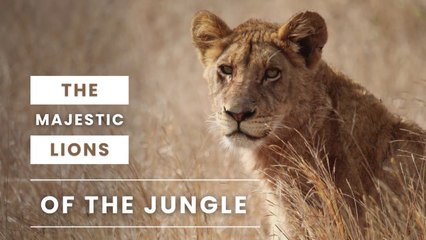 The Majestic Lions of the Jungle | The Earth's Beauty
