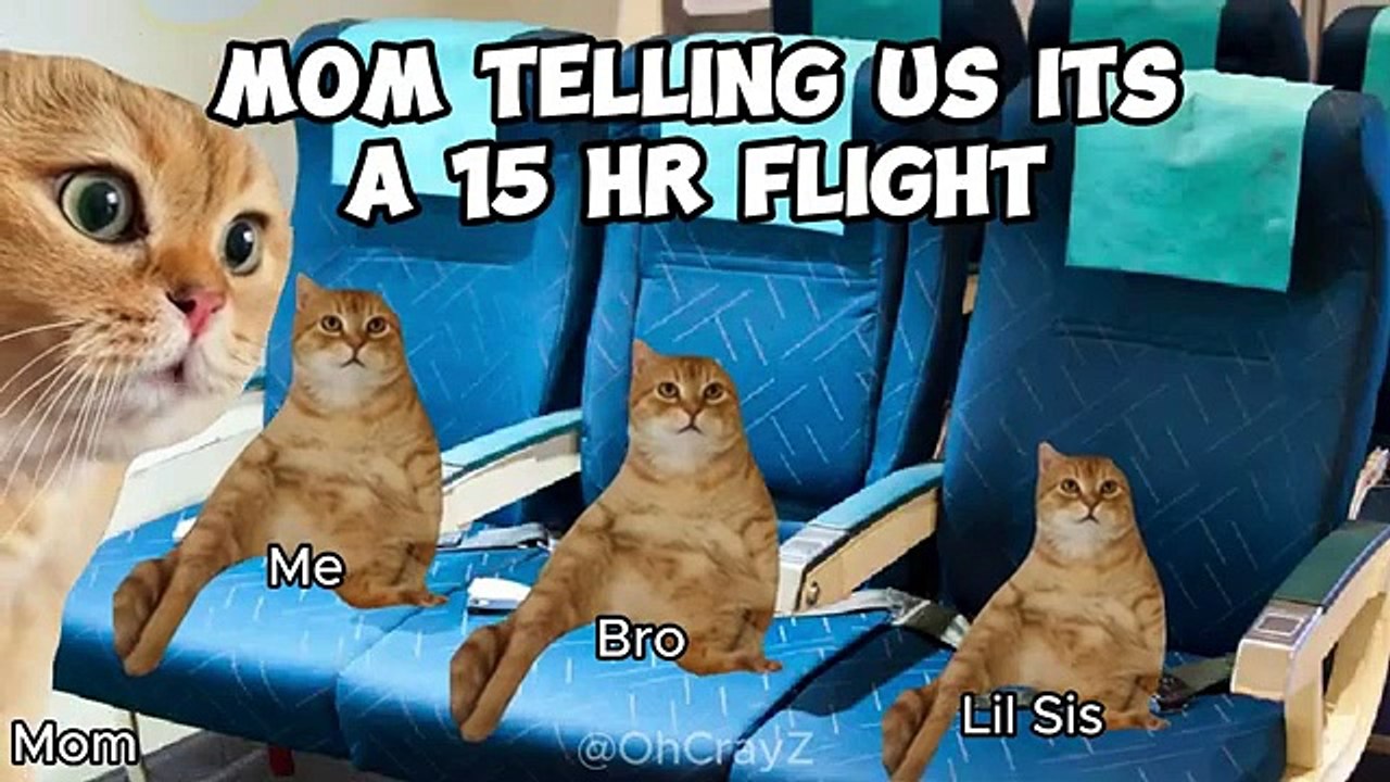 cat meme funny