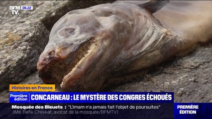 Concarneau: des congres s'échouent sur les plages