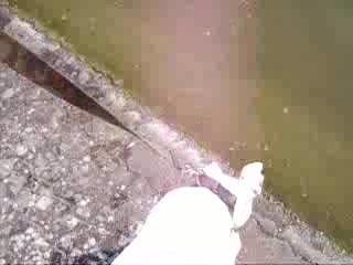 tooky au bord de l'eau