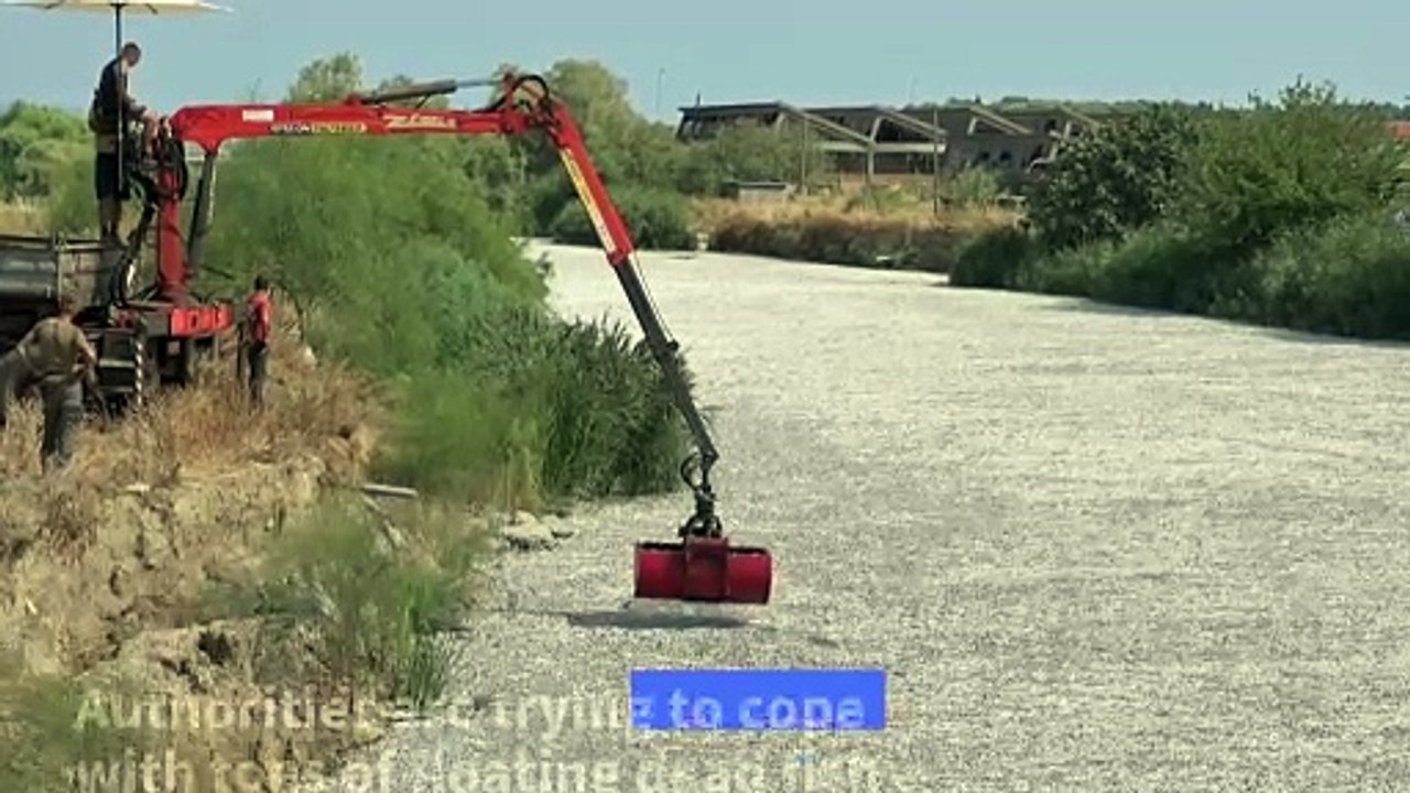 Greek city grapples with flood of dead fish
