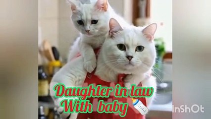 Cutest cat with kitten # cute cat # funny cat # funny video 