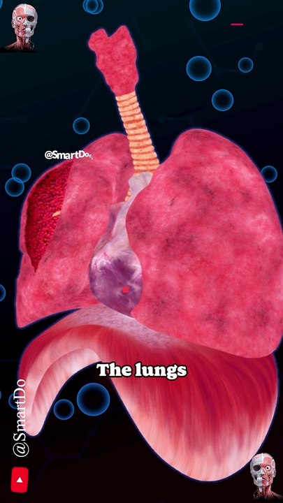 The Incredible Resilience of the Heart and Lungs    . . . . #anatomy #heart #smoker #lunges #lungs #pregnancy #medicina #doctor #america #माहवारी #pregnant #gravidez #information #SmartDoctor1 #Smart_Doctor #smartdoctor #oxygen #body  #human #male #fe