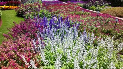 Gardening Australia 2024 Episode 23: Expert Tips & Seasonal Insights 🌱