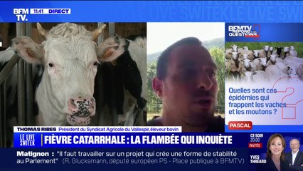 Fièvre catarrhale: la maladie inquiète les agriculteurs