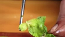 Miniature_Chicken_Biryani_#shorts