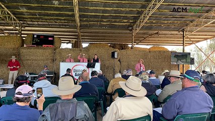 Bull sells for $225k at Dunoon | The Land