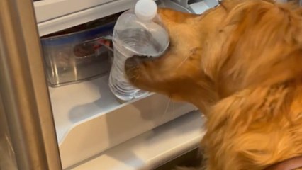 10-month-old 'Golden Retriever' puppy brings water from the fridge to mom