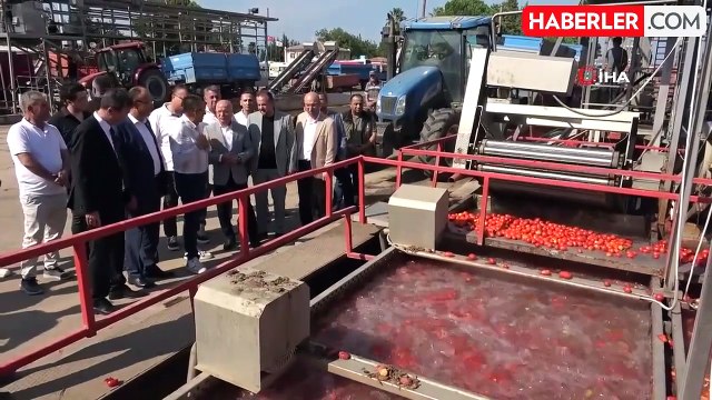 Domates tarlada kalmayacak, Bakanlıktan salça fabrikalarına destek geldi