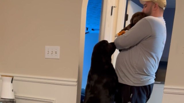 Labrador joyfully welcomes the new puppy with open paws and a wagging tail