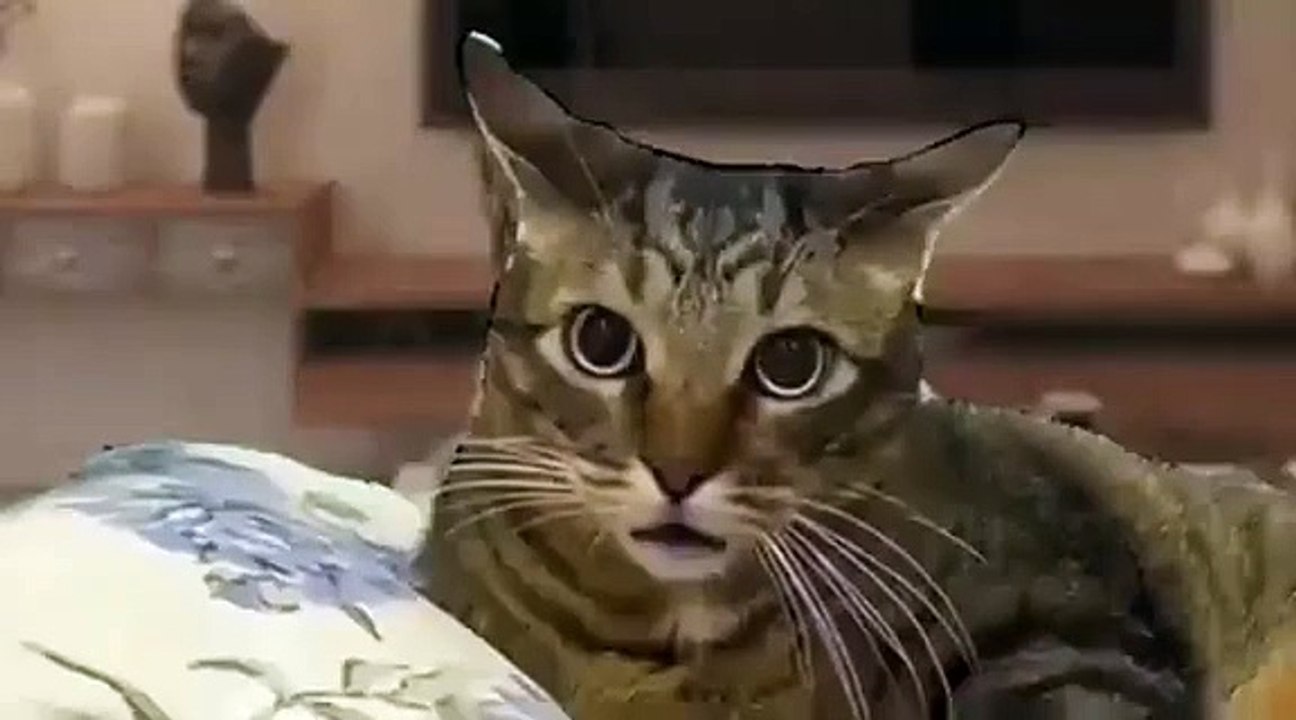 A cat dell asleep and woke up in the morning