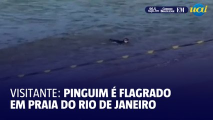 Pinguim é flagrado na praia do Arpoador
