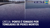 Porto de cidade na Grécia é tomado por toneladas de peixes mortos