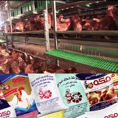 الاجهاد الحراري