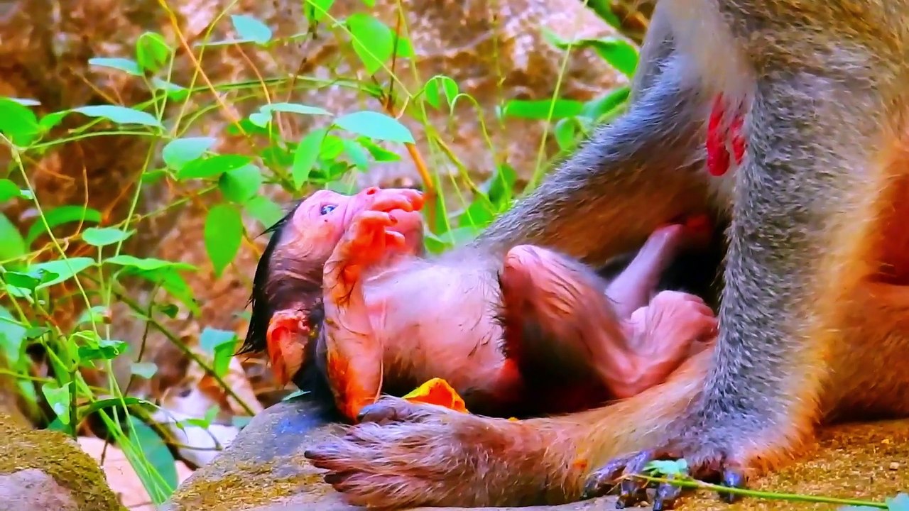 The newborn monkey babies look too very cute this is the action