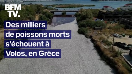 Des milliers de poissons morts s’échouent à Volos en Grèce