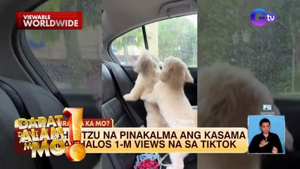 Aso na tila naghahamon ng away, inawat ng kapwa fur baby | Dapat Alam Mo!