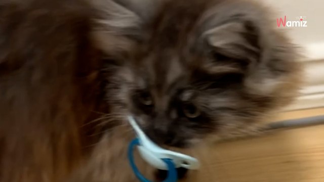 Son chaton trouve la tétine de son neveu : son attitude fait rire 775K d’internautes